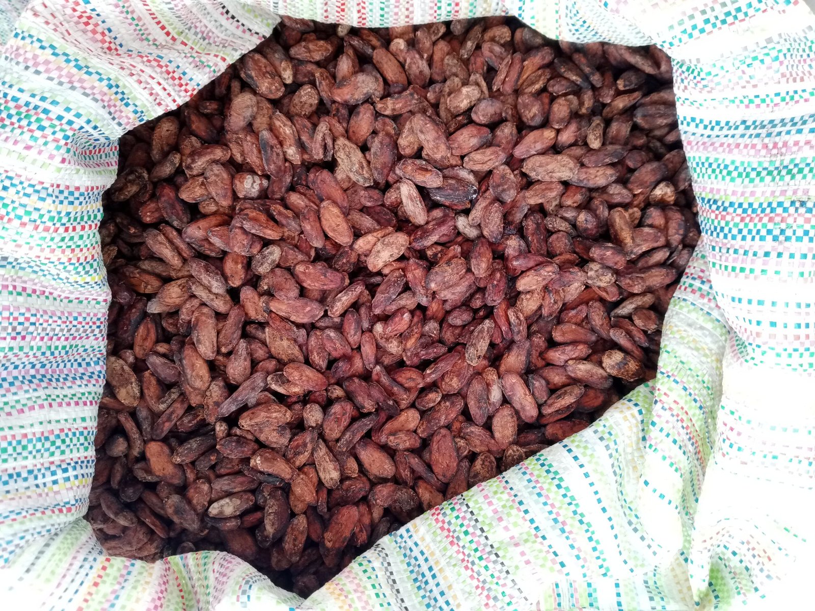 Cocoa Beans